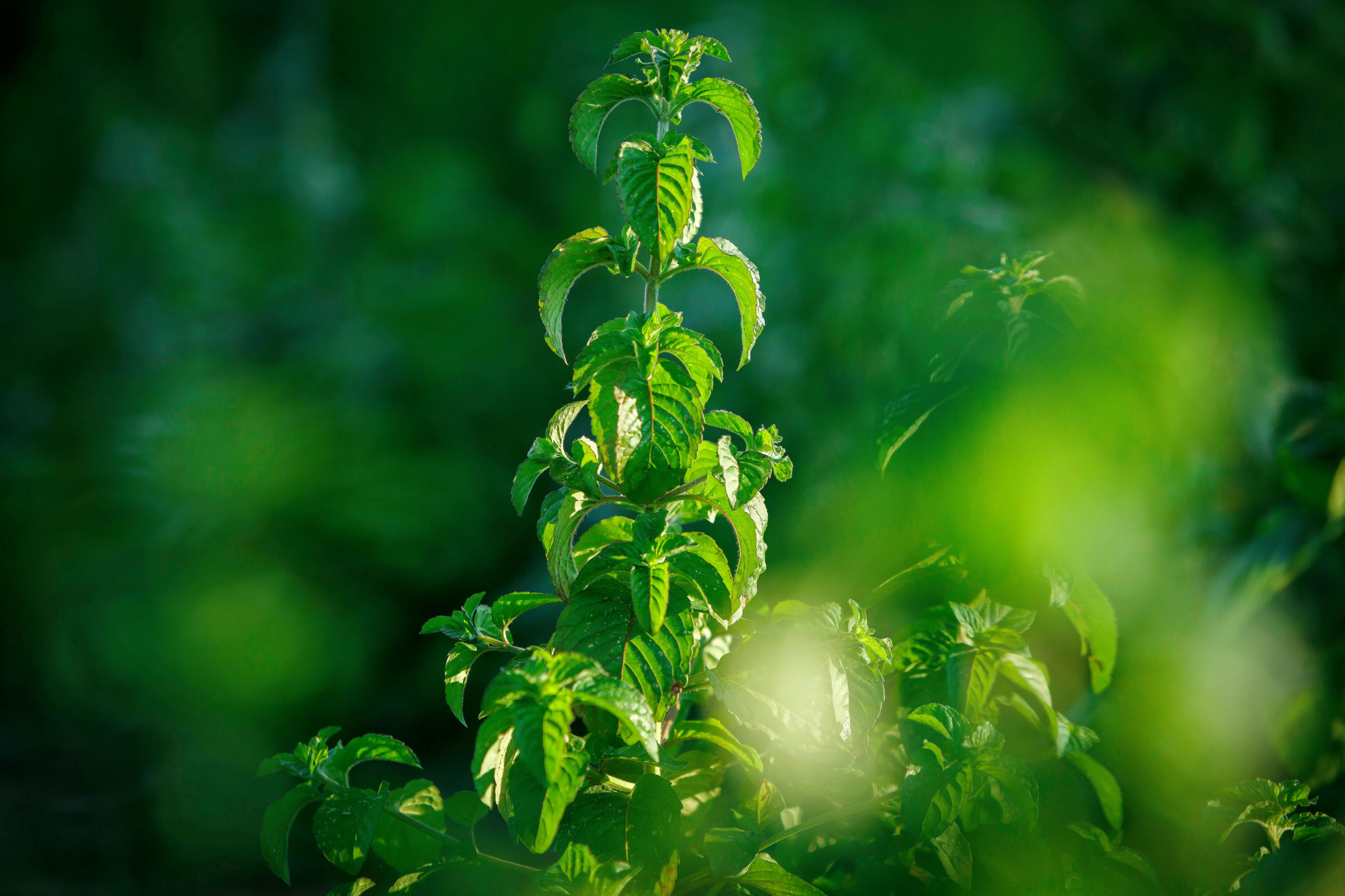 kl_mint_active-ingredient_field_plant_2019 -126-